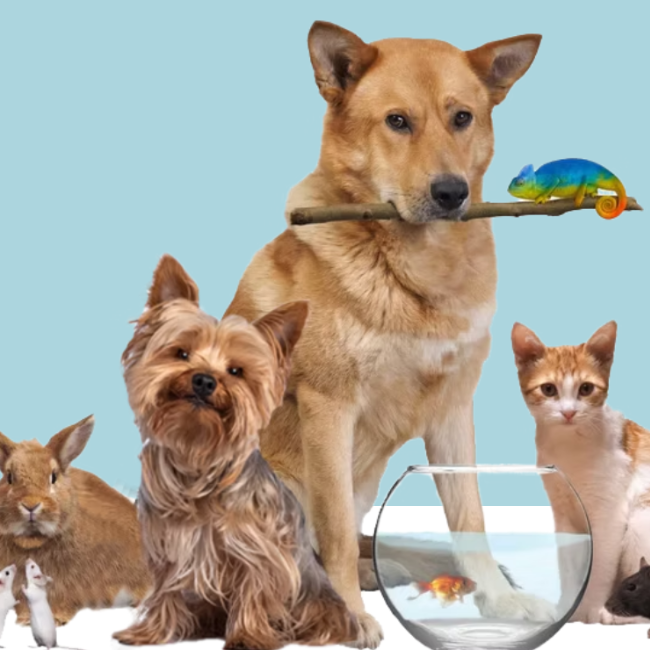 Alkense Dierenartsenpraktijk Steven Lemmens