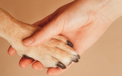 Samenwerking met Alkense Dierenartsenpraktijk – Steven Lemmens
