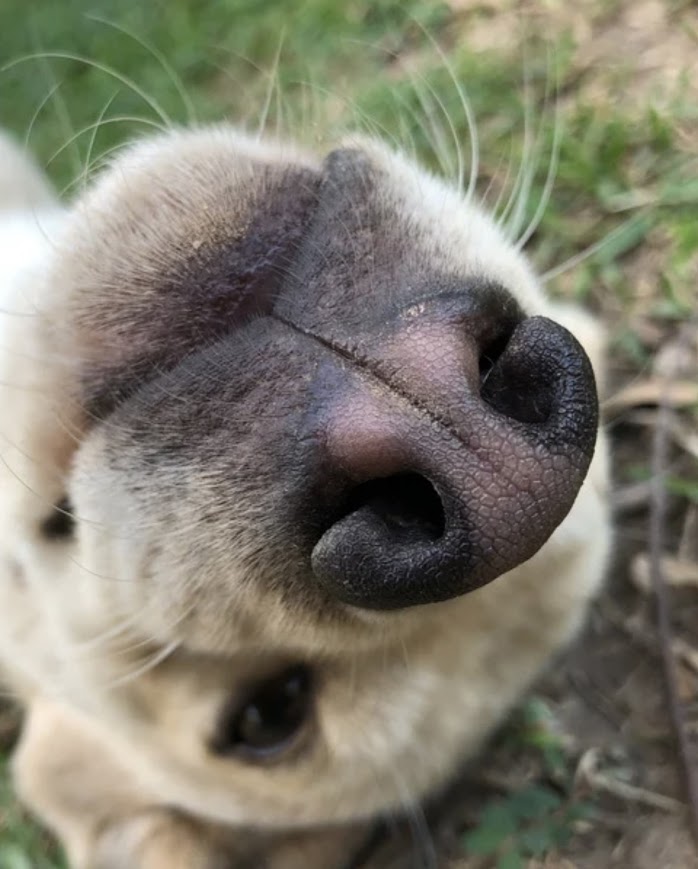 Neusafdruk hond - afdrukjuweel met reliëf neus van hond