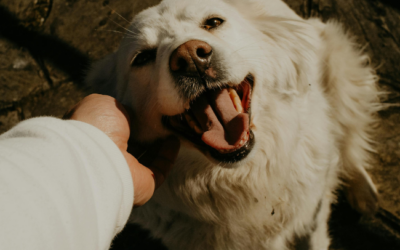 Moederdag: ook voor dogmoms