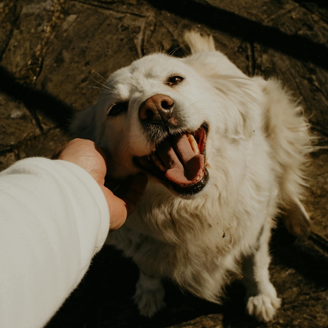 Moederdag - ook voor dogmoms